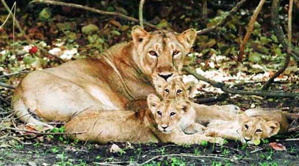 Top 10 Tourist Places in Gujarat 