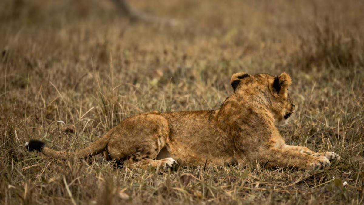 Surveillance Tightened in Gir: Officials Rule Out Outbreak After Five Asiatic Lion Deaths