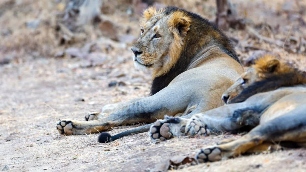 Surveillance Tightened in Gir: Officials Rule Out Outbreak After Five Asiatic Lion Deaths