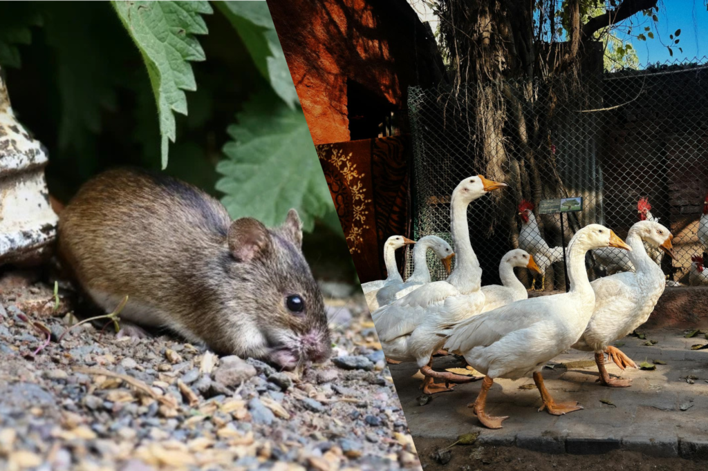 Hantavirus vs Bird Flu