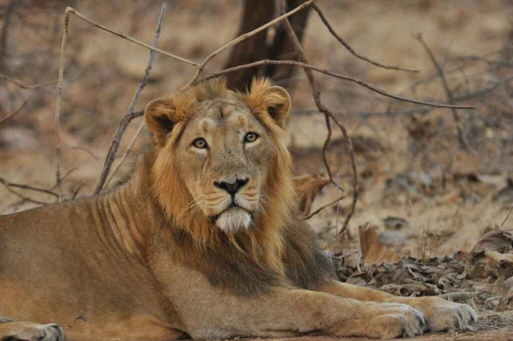  ગુજરાતના 10 બેસ્ટ રિવર-સાઈડ અને ફોરેસ્ટ લોકેશન.