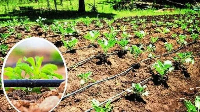 ડ્રીપ ઈરિગેશન (ટપક પદ્ધતિ) થી પાણીની બચત