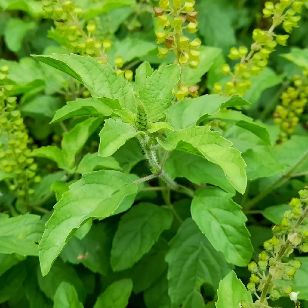 શિયાળામાં ઘરમાં ઓક્સિજન વધારતા 10 શ્રેષ્ઠ છોડ