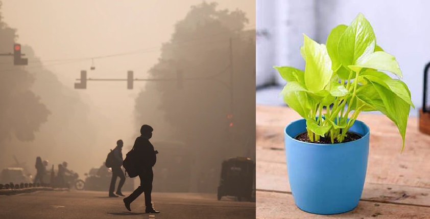Air Purifying Plants: દિલ્હી-NCR જેવા પ્રદૂષિત વિસ્તારો માટે શ્રેષ્ઠ ઇન્ડોર છોડ