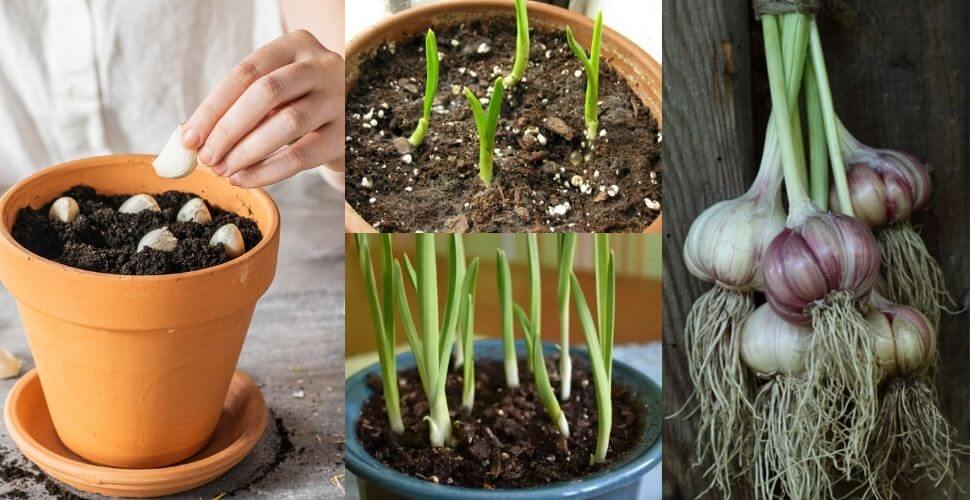 ઘરે કુંડામાં શાકભાજી ઉગાડવાની રીત