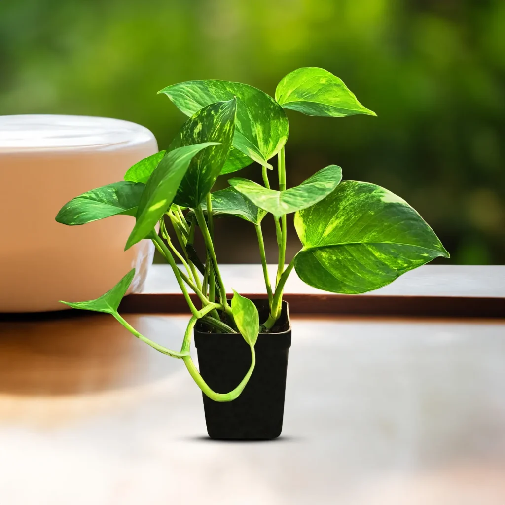 શિયાળામાં ઘરમાં ઓક્સિજન વધારતા 10 શ્રેષ્ઠ છોડ