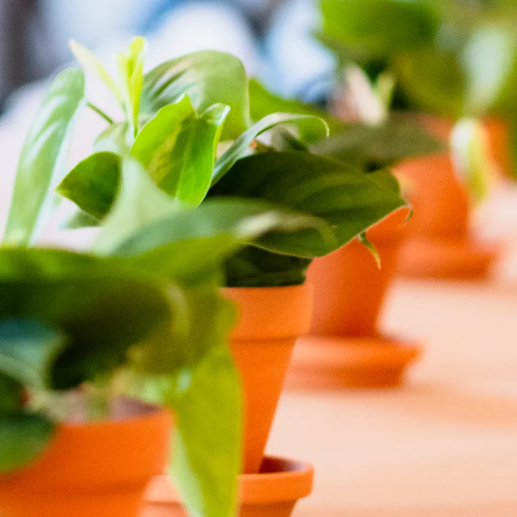 Air Purifying Plants: દિલ્હી-NCR જેવા પ્રદૂષિત વિસ્તારો માટે શ્રેષ્ઠ ઇન્ડોર છોડ