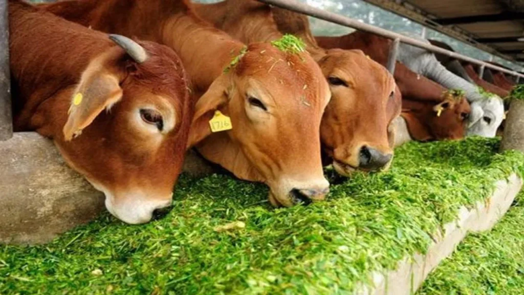 ગાય-ભેંસનું દૂધ વધારવા માટેના દેશી અને આયુર્વેદિક ઉપાયો