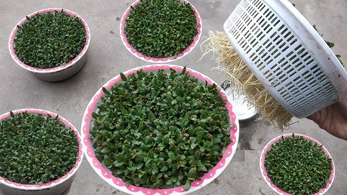 ઘરે કુંડામાં શાકભાજી ઉગાડવાની રીત