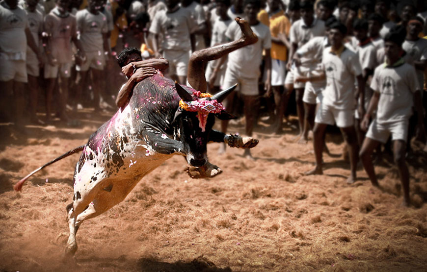 Jallikattu Dangerous Bulls