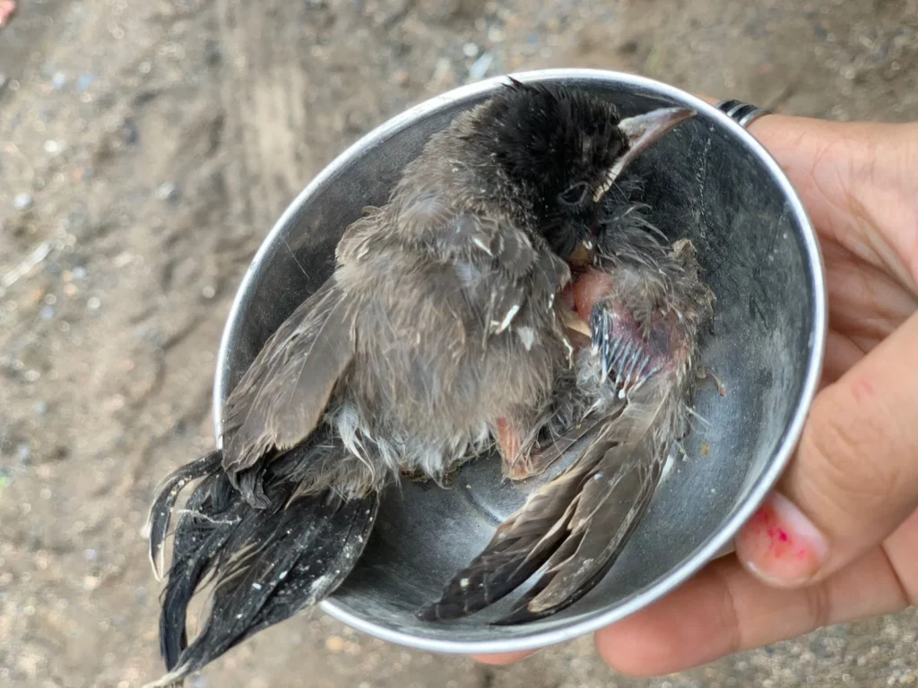 Uttarayan Bird Safety Guide  
