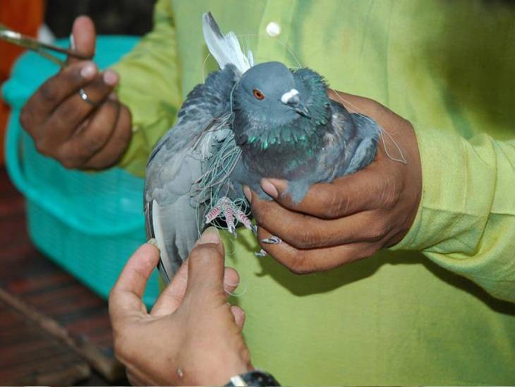 Uttarayan Bird Safety Guide  
