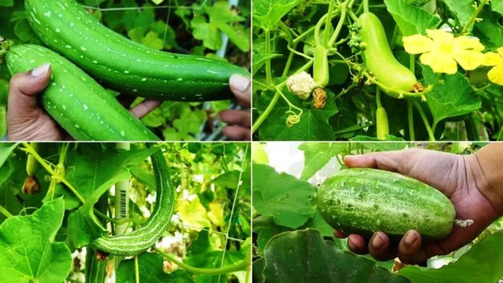 Natural Vegetable Farming Tips
