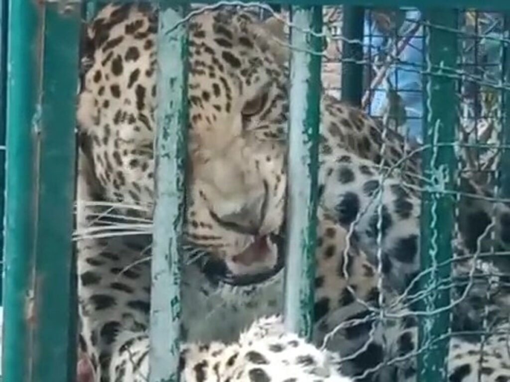 Upleta Leopard Caught Meldi Temple