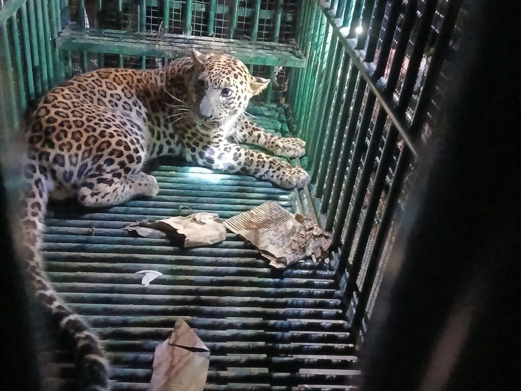 Upleta Leopard Caught Meldi Temple