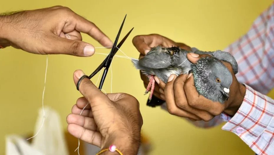 Uttarayan Birds Rescue