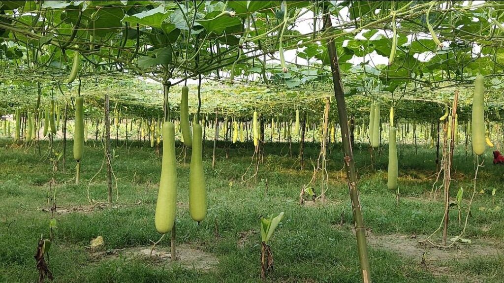Natural Vegetable Farming Tips