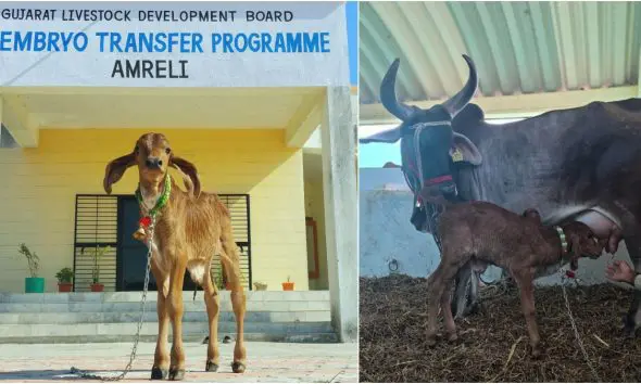 Gir Calf IVF Technology Gujarat