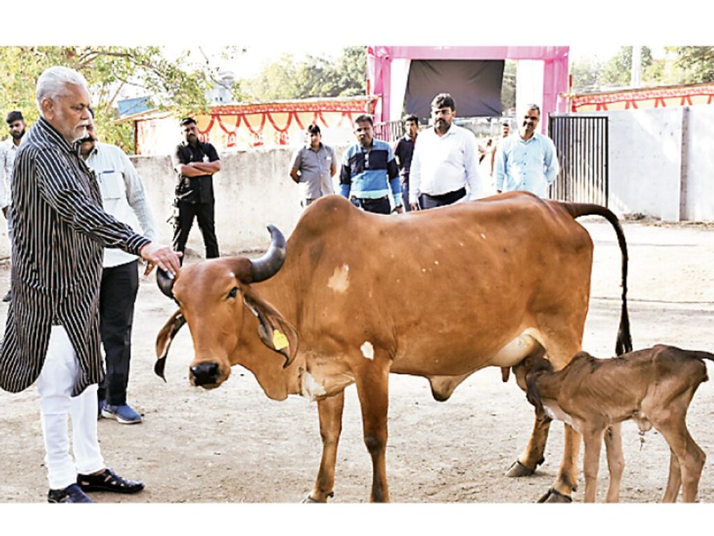 Gir Calf IVF Technology Gujarat