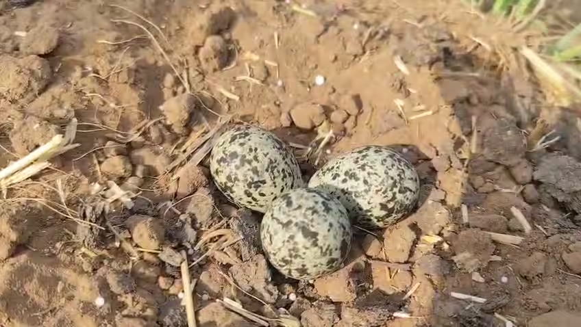 Titodi Eggs Monsoon Prediction