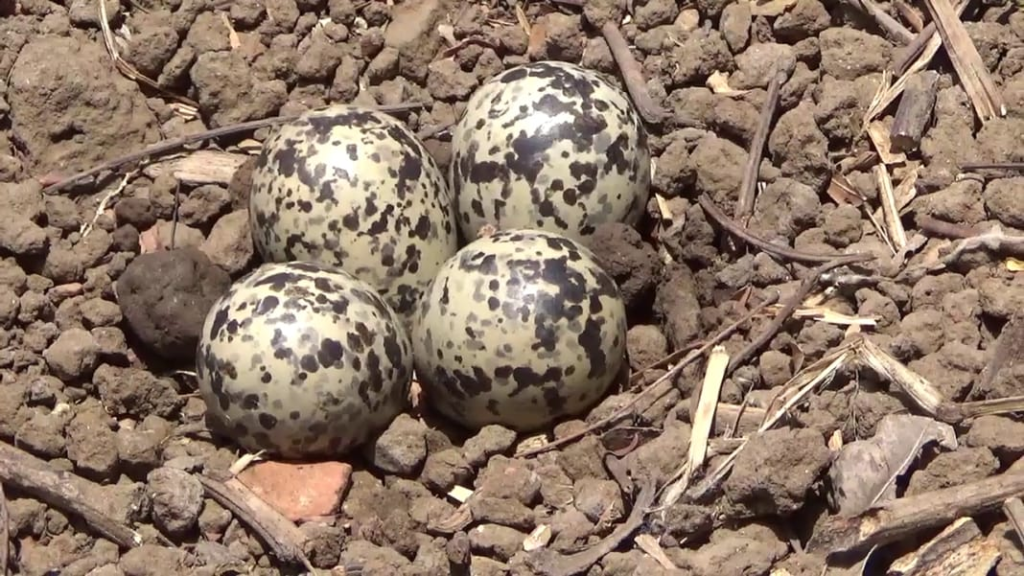 Titodi Eggs Monsoon Prediction