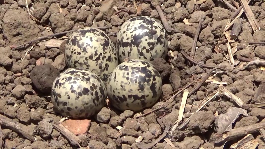 Titodi Eggs Monsoon Prediction