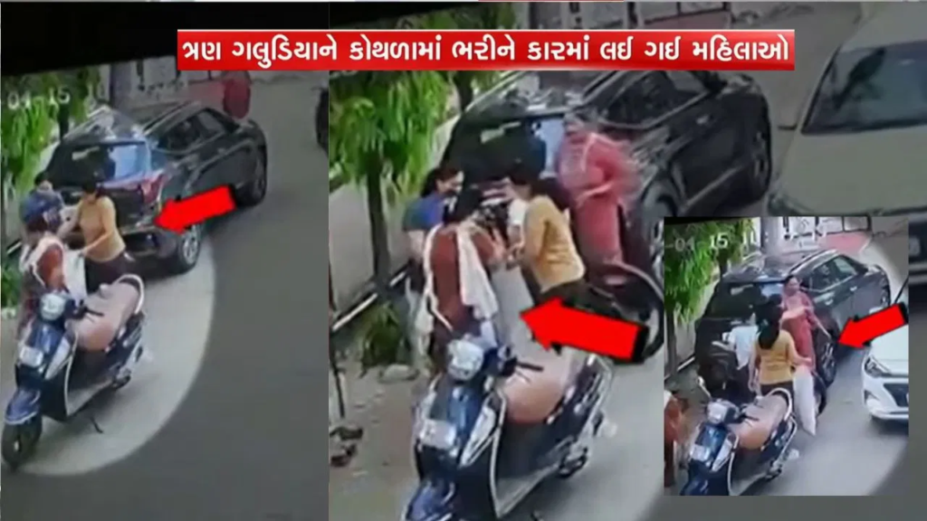 Puppy Stolen in Vadodara