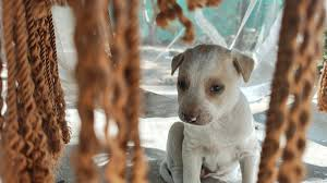 Puppy Stolen in Vadodara