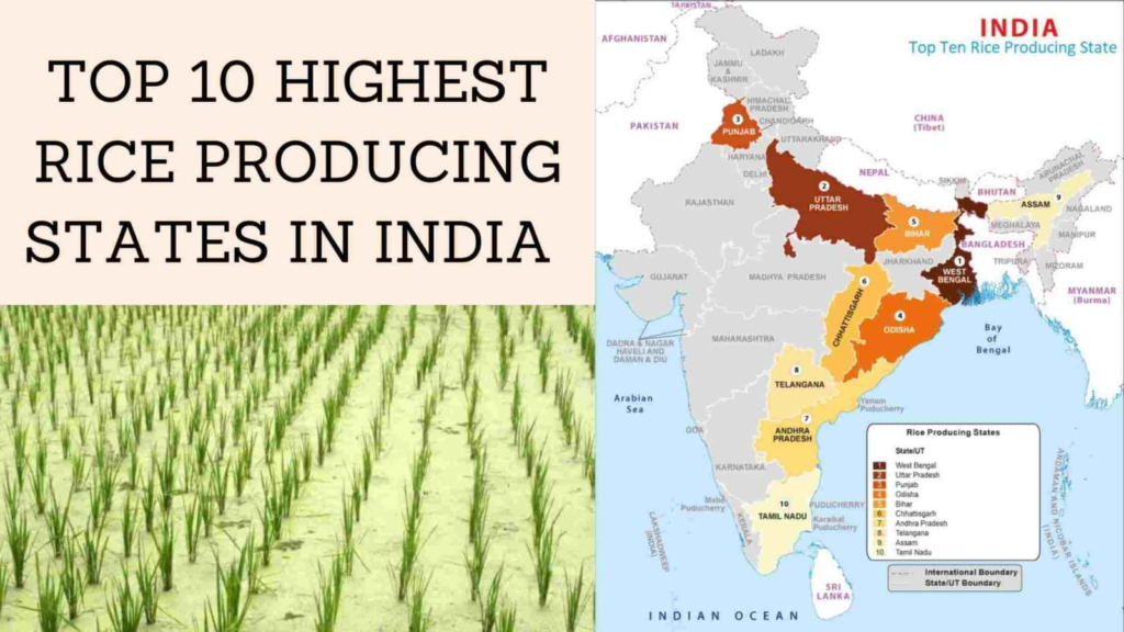 Largest Producer State of Rice