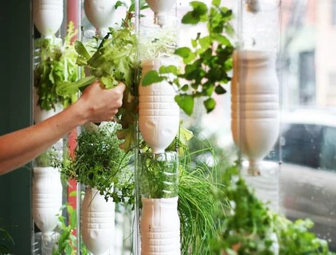 Make Plants Green with Household Items