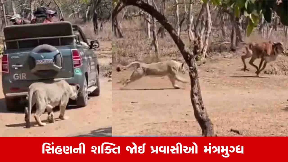 Gir Lion Attack Video
