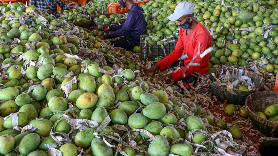 Noorjahan Mango Farming Premium 