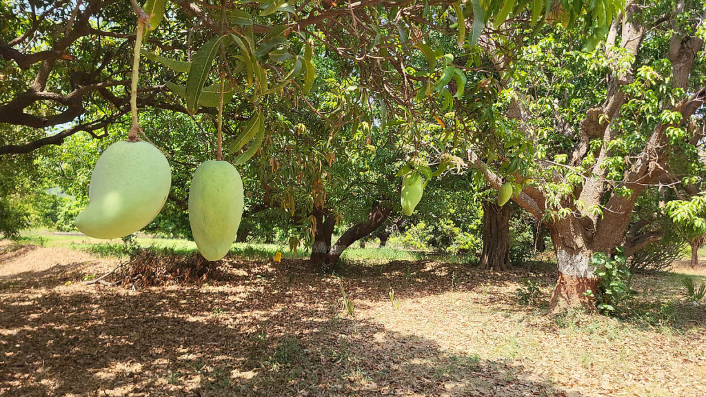 Noorjahan Mango Farming Premium 
