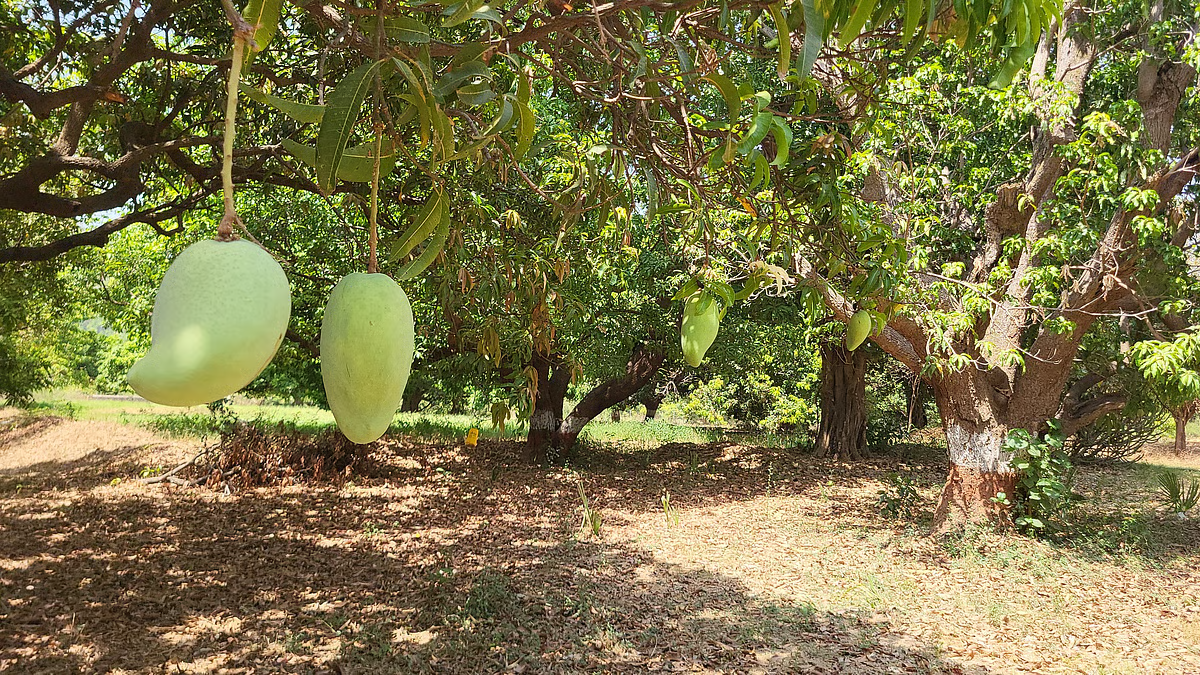 Noorjahan Mango Farming Premium