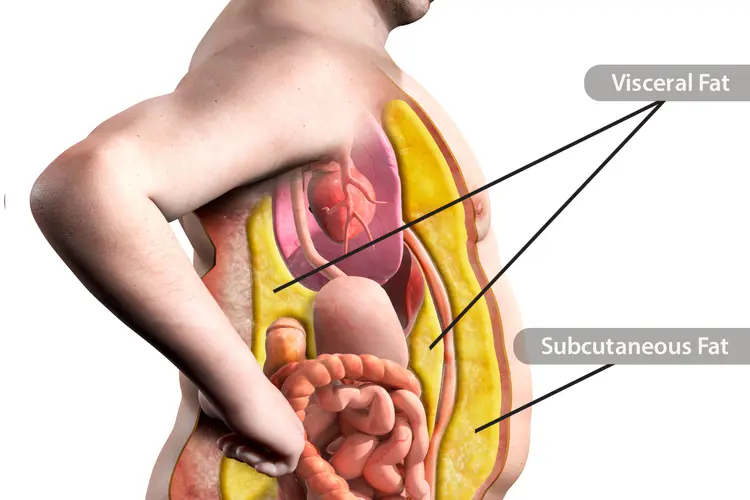 Belly Fat vs Visceral Fat