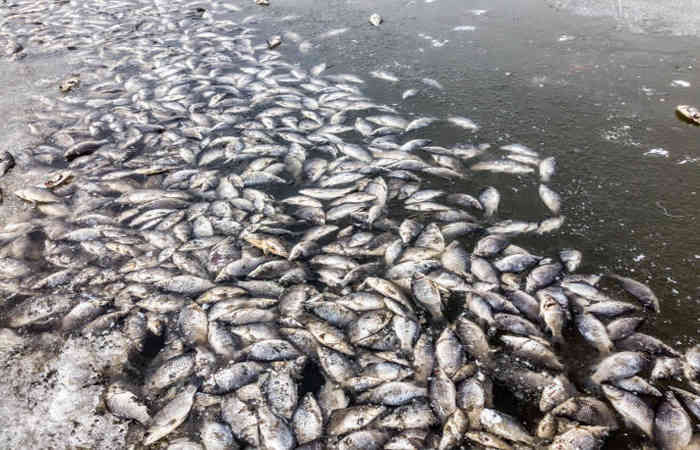 Banaskantha Fish Death